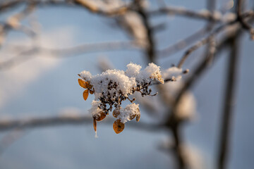 A delicate cluster of dried flowers is adorned with a dusting of snow, creating a beautiful winter...