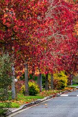 Naklejka premium Sweetgum, liquidambar tree or copalm balsam with fall foliage and seeds, altingiaceae