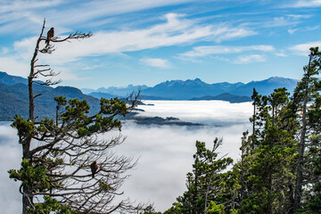 Hawks perching in tree above mountain lakes covered with low clouds