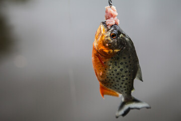 Close-Up of Piranha Caught on a Fishing Hook with Bait