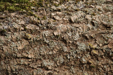 bark of a tree