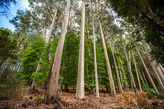 Tall Eucalyptus trees growing on Victoria Island