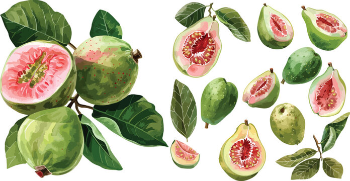 guava watercolor clipart