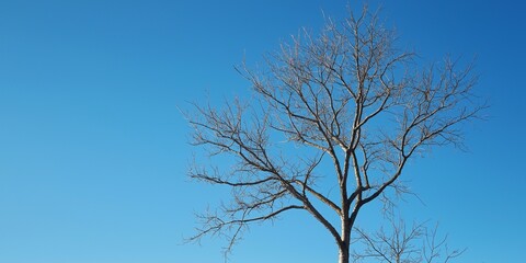 Obraz premium Lonely tree with bare branches stands against a clear blue sky, epitomizing solitude and the stark beauty of winter.