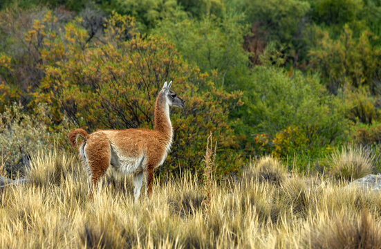 Wild guanaco in grassy field on Estancia Arroyo Verde