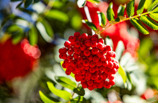 Close-up of bunch of red berries on mountain-ash