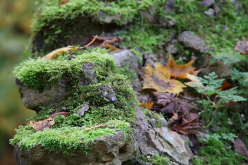moss on tree