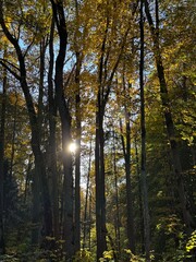 autumn in the forest