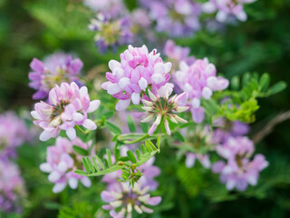 USA, Virginia, Blacksburg, Close-up of purple clover bloom