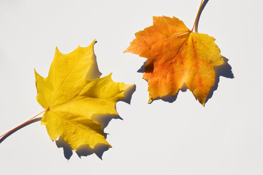 USA, New Jersey, Chatham, Orange and yellow autumn sugar maple leaves on white background