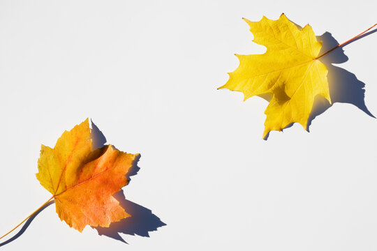 USA, New Jersey, Chatham, Orange and yellow autumn sugar maple leaves on white background