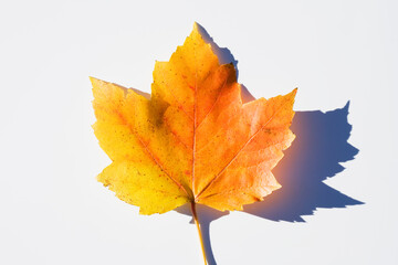 USA, New Jersey, Chatham, Orange and yellow autumn sugar maple leaf on white background