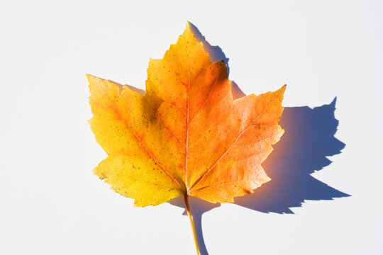 USA, New Jersey, Chatham, Orange and yellow autumn sugar maple leaf on white background