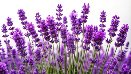 Naklejka premium Fresh Lavender Flowers on Transparent Background