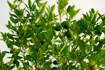 Green orange juice grows fresh in the morning against the roof top