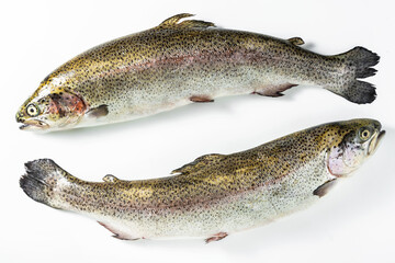 Raw salmon trout on white. Fjord Trout