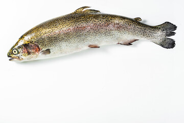 Raw salmon trout on white. Fjord Trout