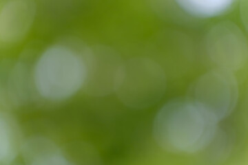 Soft Green Bokeh Abstract