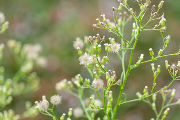 Delicate Wildflowers in Soft Focus