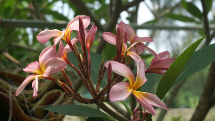Obraz premium Blooming pink frangipani flowers in the garden. Plumeria flowers.