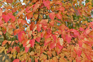 Beautiful autumn leaves of yellow and red color in the autumn forest.