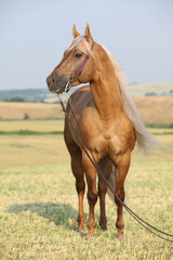 Amazing quarter horse with long mane