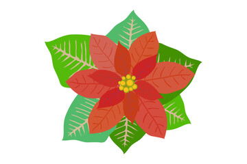 クリスマスを彩るポインセチアの花のイラスト素材