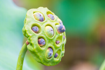 Close-Up of a Lotus Seed Pod in Nature