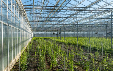 Greenhouse white blue sky sunshine modern Westland Netherlands