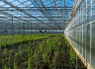 Greenhouse white blue sky sunshine modern Westland Netherlands