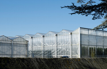 Greenhouse white blue sky sunshine modern Westland Netherlands