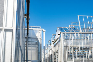 Fototapeta premium Greenhouse white blue sky sunshine modern Westland Netherlands