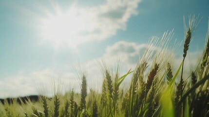 Obraz premium Green wheat field swaying in the wind under blue sky on sunny day
