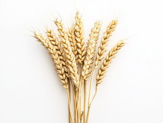 Fototapeta premium Golden wheat stalks forming a beautiful bouquet on white background