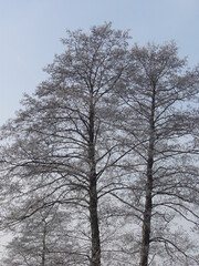 Decorative trees European black alder, Alnus glutinosa with branches with white hoarfrost in frosty winter weather with blue sky. Topics: frost, cold, climate, weather, season, nature