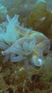 Vertical video, Time lapse, Sea Star eats ascidian colony on seabed covered with algae, Spiny Starfish (Marthasterias glacialis) and Transparent sea squirt (Ciona intestinalis, Ascidia intestinalis)