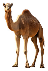 PNG Camel outdoors nature desert.