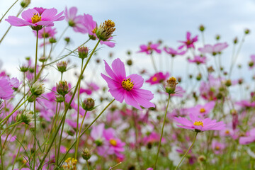 Vibrant Pink Cosmos Field in Bloom