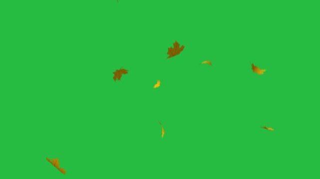 Falling maple autumn leaves on an isolated green screen background