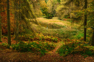 Morralee Wood Tarn in Autumn, located at Allen Banks in the English county of Northumberland and is...