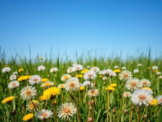 Lush field of dandelions under a clear blue sky, sunny day