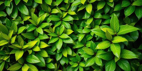 Fototapeta premium Lush tropical foliage with bright green leaves creating a vibrant background, tropical