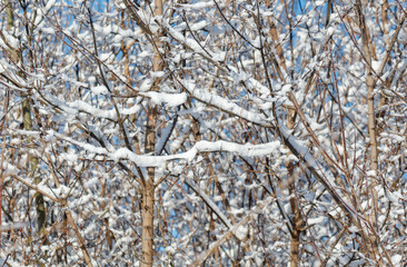 A tree covered in snow