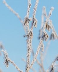 A tree with a lot of snow on it is in front of a blue sky
