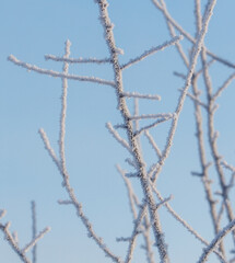 A tree with a lot of snow on it is in front of a blue sky