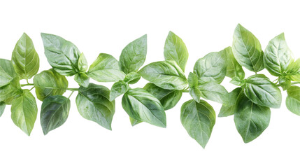 Fresh Green Basil Leaves on White Background