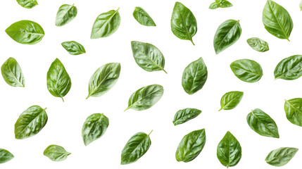 Fresh Green Basil Leaves on White Background