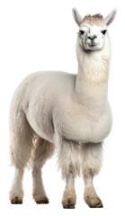 Fototapeta premium PNG Lama animal mammal alpaca.