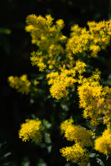 Bright yellow Solidago hybridum flowers on a dark green background. Selective focus.