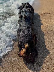 Tree trunk on the beach of the Larvotto